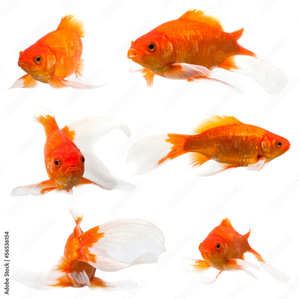 Fototapeta premium goldfish long tail