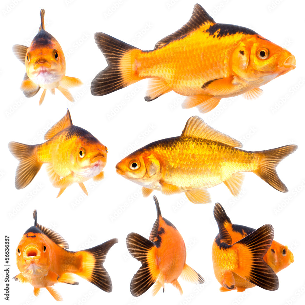 goldfishg goldfishg