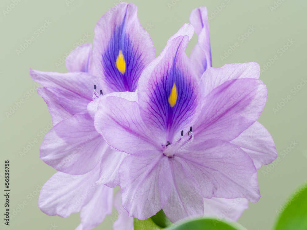 Obraz premium 美しい紫の布袋葵