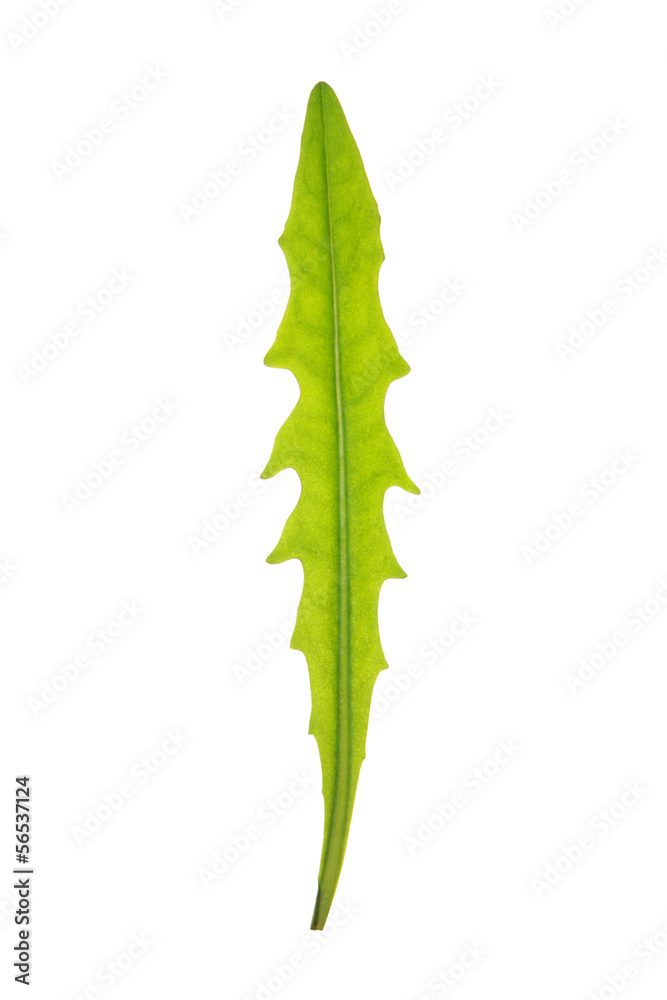 Naklejka premium Green leaf isolated on white