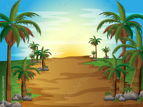 A forest with many palm trees