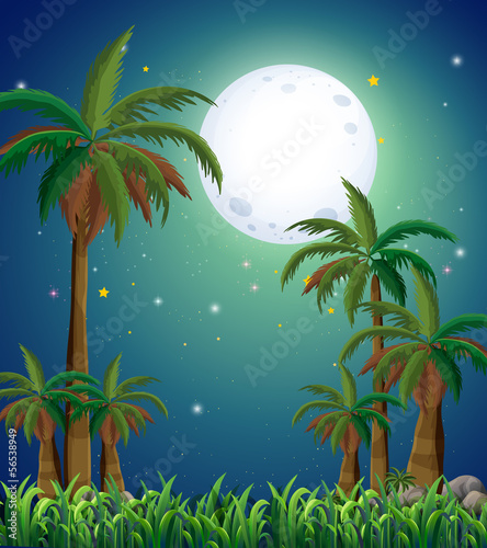 A view of the forest under the bright fullmoon