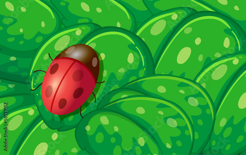 A ladybug and the green leaves
