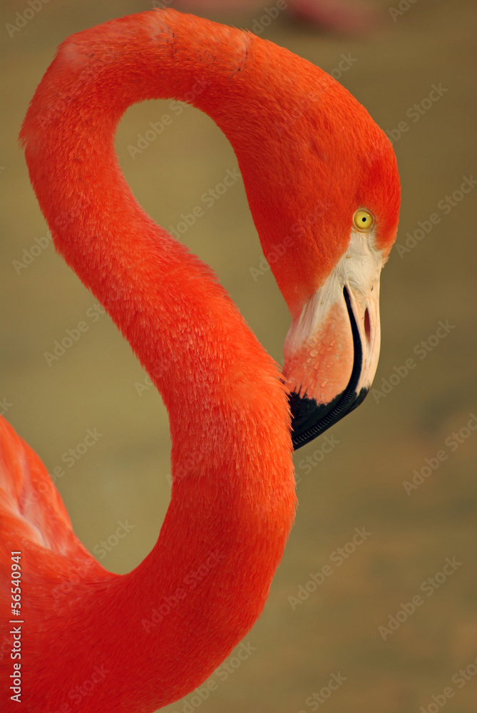 Fototapeta premium Portrait de flamant