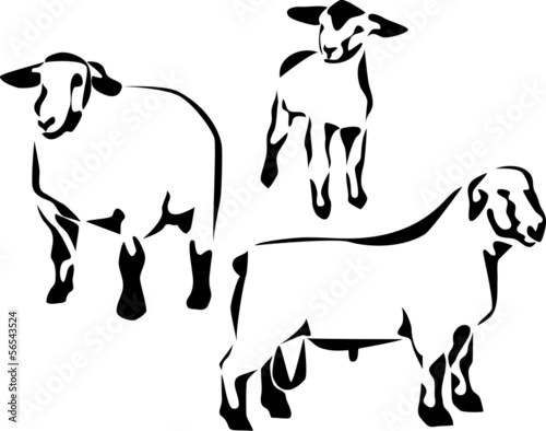 Canvas Print suffolk sheep