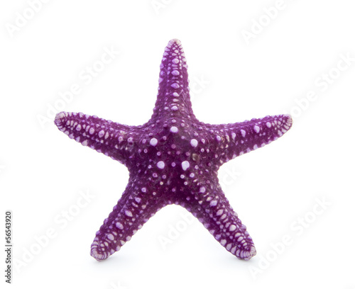 Canvas Print starfish