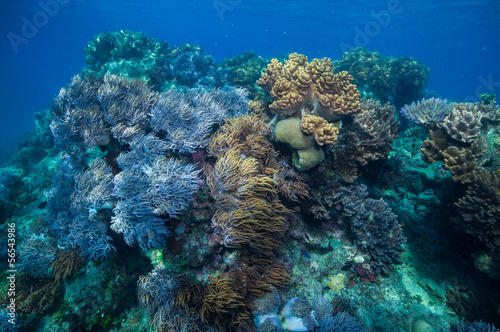 Fototapeta Naklejka Na Ścianę i Meble -  珊瑚礁のお花畑