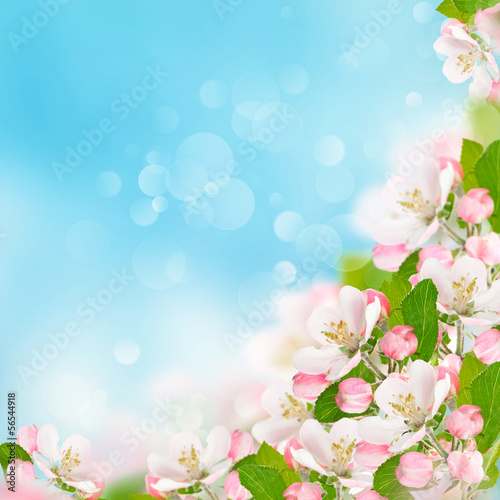 apple blossoms over blurred blue sky background