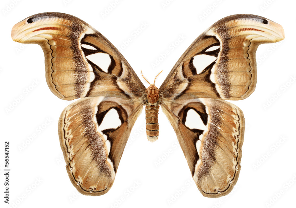 Fototapeta premium butterfly wings on a white background