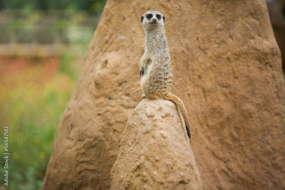 Fototapeta premium Alert meerkat on the lookout