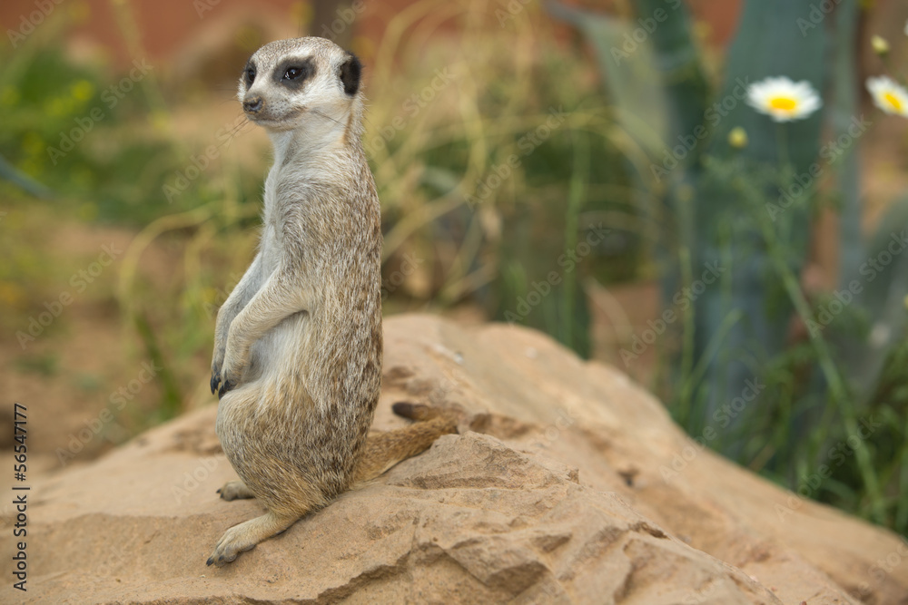 Fototapeta premium Alert meerkat on rock