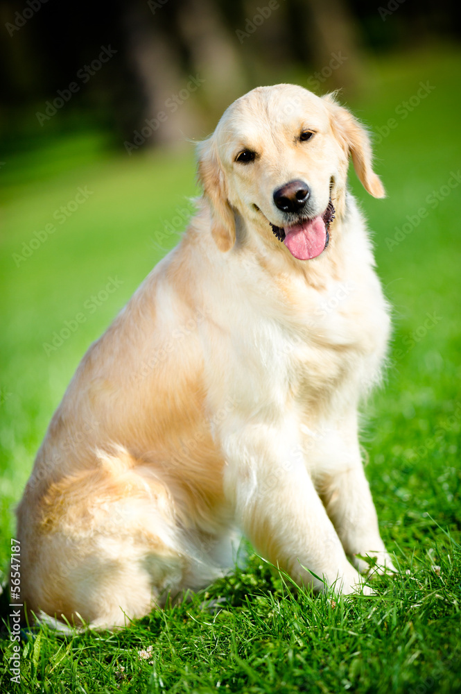 Portrait of funny golden retriever sitting on the green grass Portrait of funny golden retriever sitting on the green grass