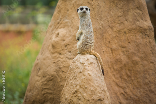 Alert meerkat on the lookout
