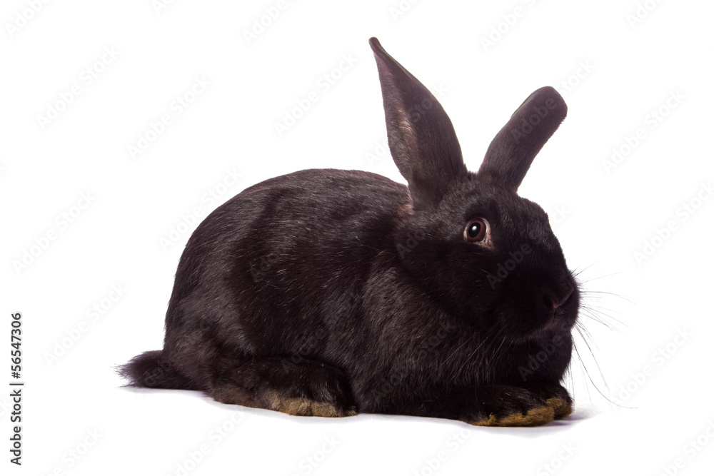 Obraz premium Timid young black rabbit isolated on white background