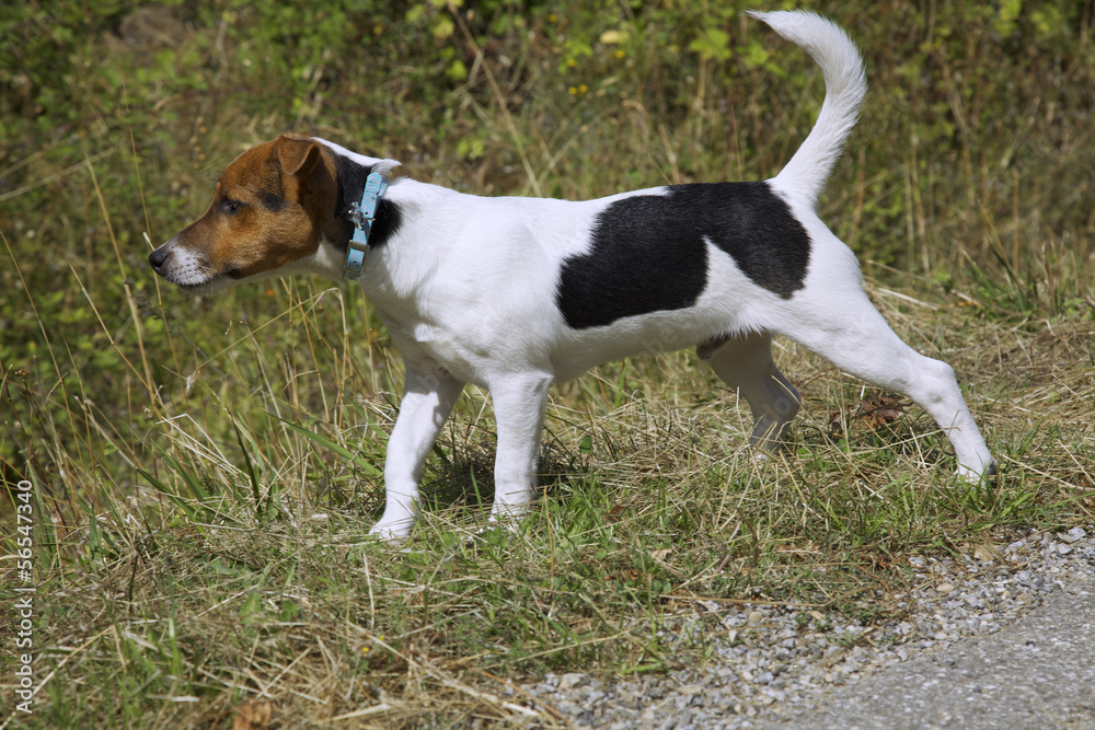 Small jack russel puppy on lawn