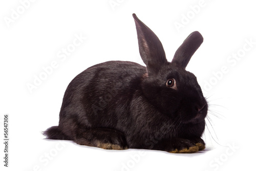 Timid young black rabbit isolated on white background