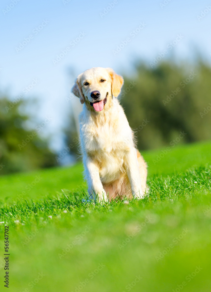 Running purebred golden retriever in the summer park