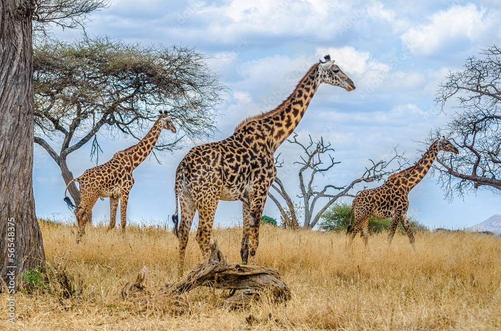 Fototapeta premium Group of giraffes in the wild