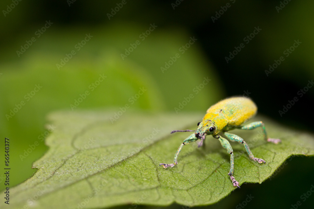 insect on leave insect on leave