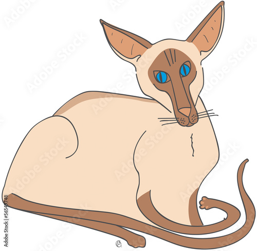 chat siamois type moderne