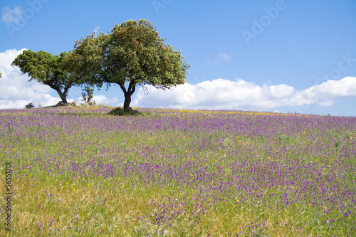 Spring landscape in Alentejo, Portugal. photo