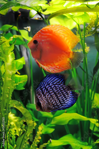 Orange and blue discus fish