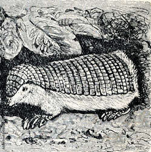 Pink fairy armadillo (Chlamyphorus truncatus) photo