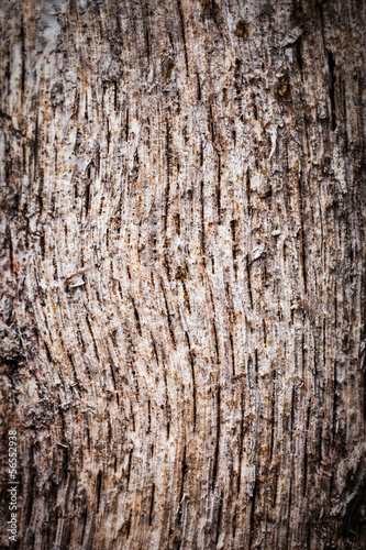 Tree bark background