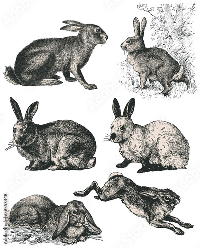 Rabbits