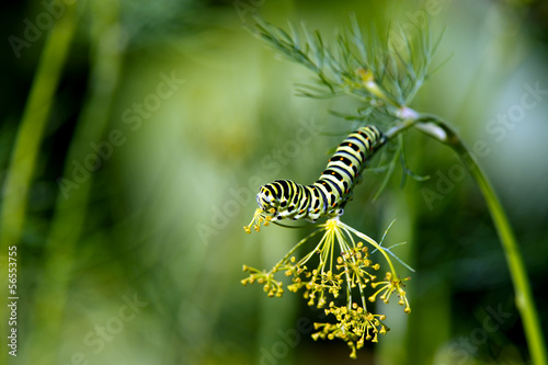 Caterpillar of the Old World Swallowtail (Papilio machaon)