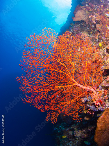 Giant gorgonian coral