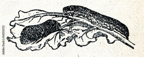 Wallpaper Mural Cabbage Moth (Mamestra brassicae or Barathra brassicae) Torontodigital.ca
