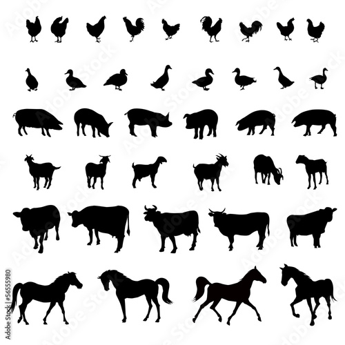 Farm animals vector illustration