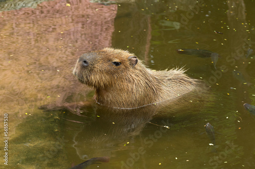 Capybara © Pakhnyushchyy