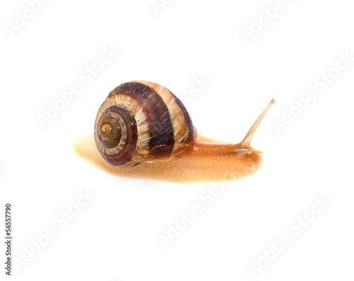 snail on a white background