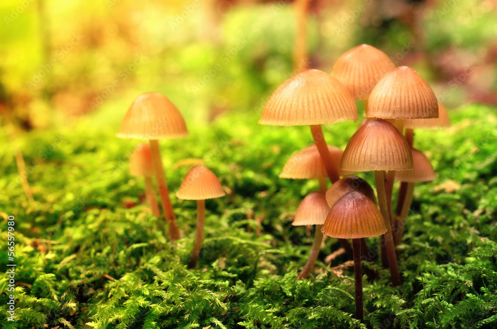 Mushroom family on the mossy ground Mushroom family on the mossy ground