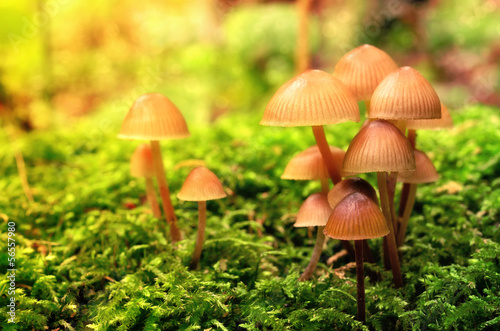 Mushroom family on the mossy ground
