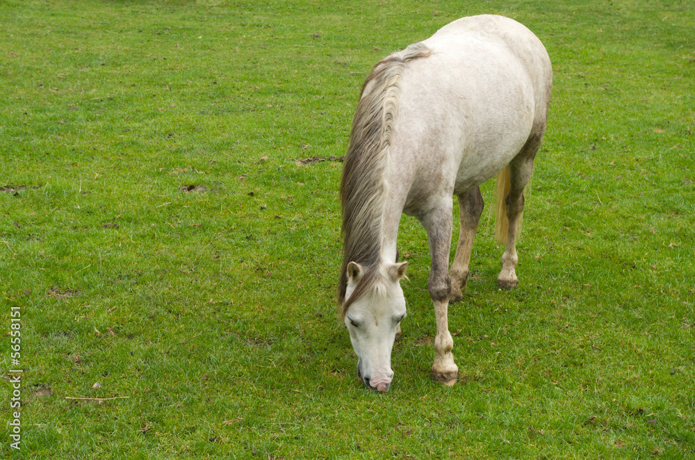 Obraz premium white horse grazing