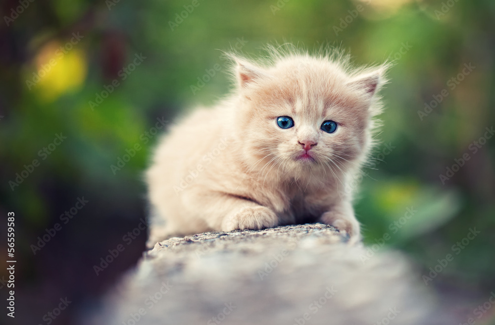 cute sad little homeless street kitty  .Looking at camera.