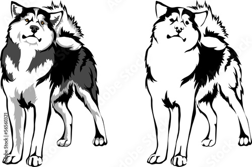 vector dog breed malamute