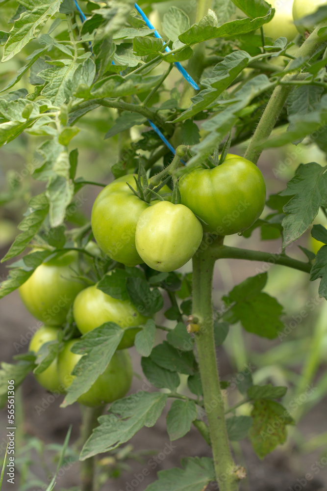 green tomatoes on the bush in the garden