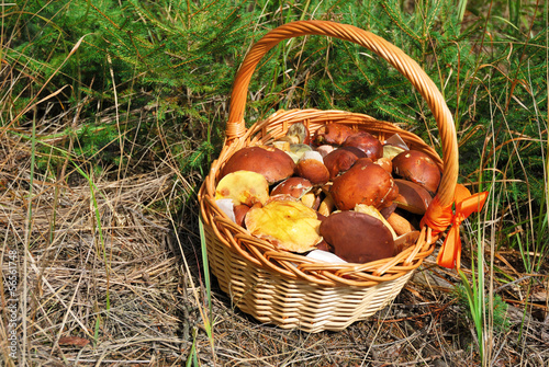 Basket of fresh mushrooms picked in forest