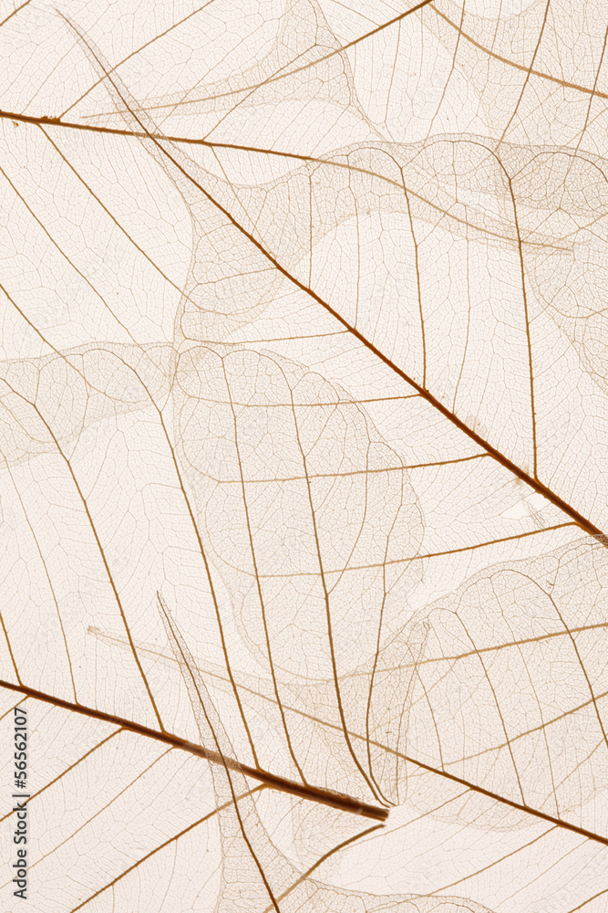 Leaves texture - obrazy, fototapety, plakaty 