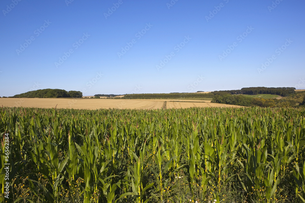 maize crop and scenery maize crop and scenery