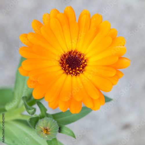 Blooming calendula.