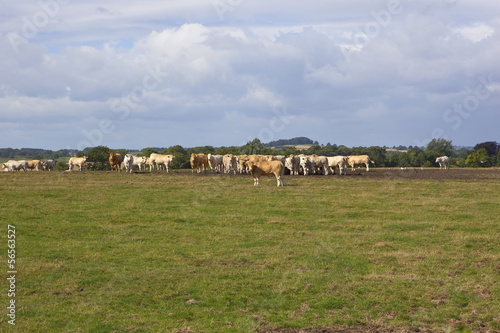 livestock in summer