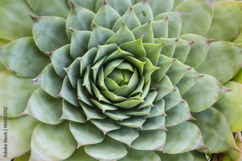 Succulent plant leaves Succulent plant leaves