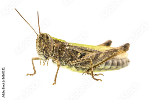 Macro shot of grasshopper