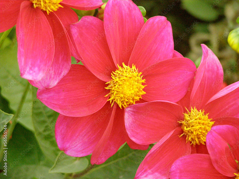 red flower