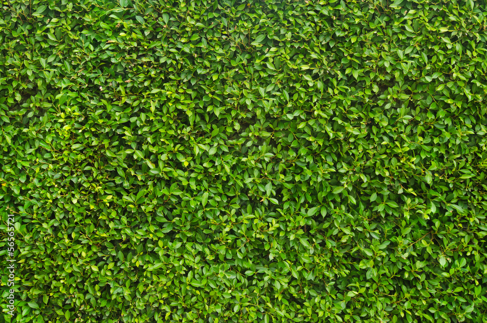 leaf ,use as wall paper leaf ,use as wall paper